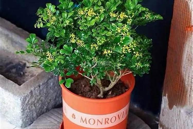 米兰花用什么肥料最好,鸡蛋壳可以吗,多久用一次