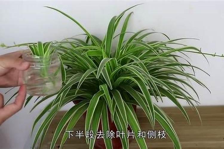 油菜上什么化肥最好
