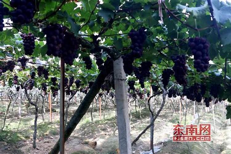 植物怎么养施磷肥(植物养护攻略,科学施用磷肥,助力植物茁壮成长)