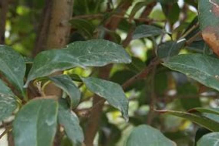桂花树上什么肥料好