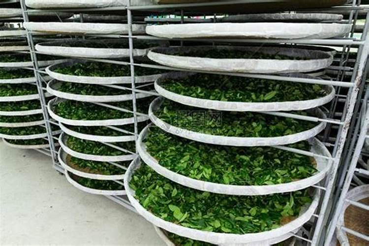 用什么给兰花施肥比较好