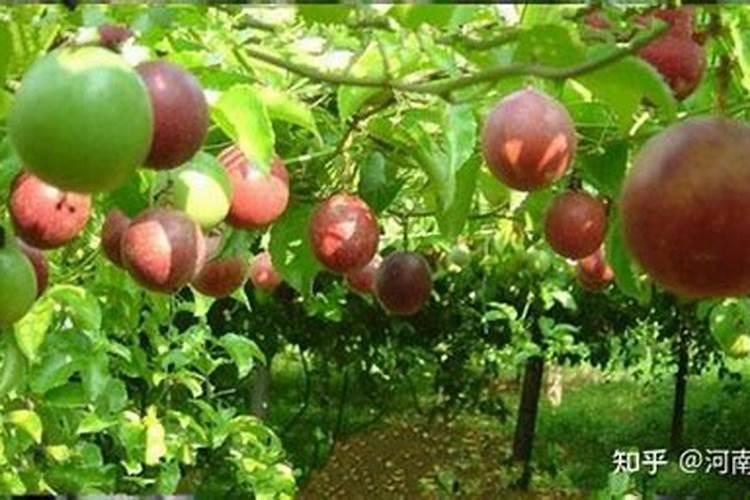 水溶肥排名前十位的有哪些品牌