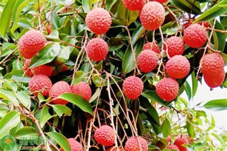 什么时候施冲施肥？施肥受天气影响吗？