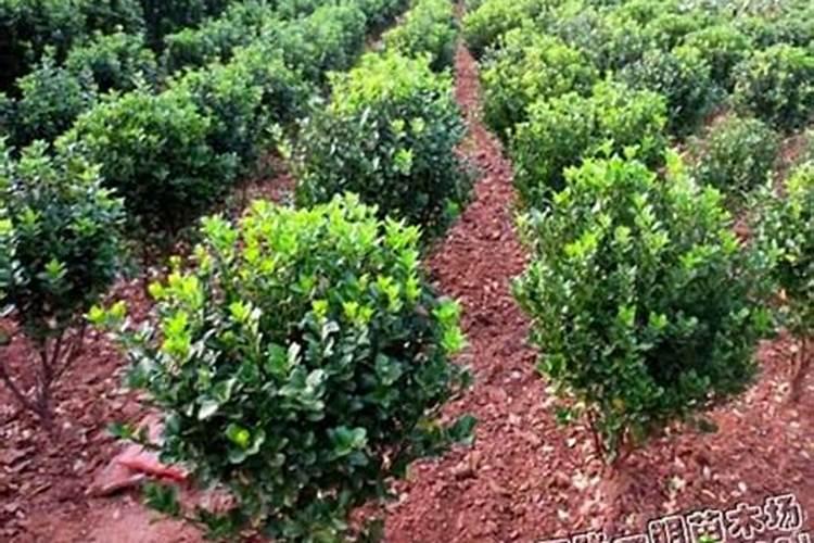 天热花什么时间浇水好