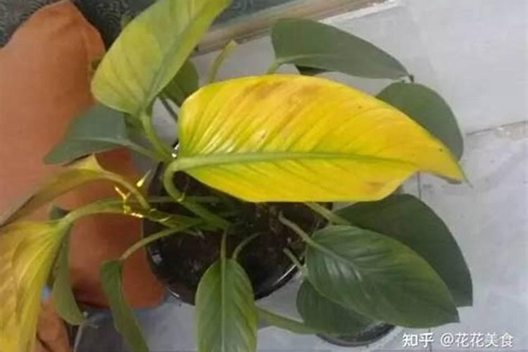 天热了中午能浇草坪吗