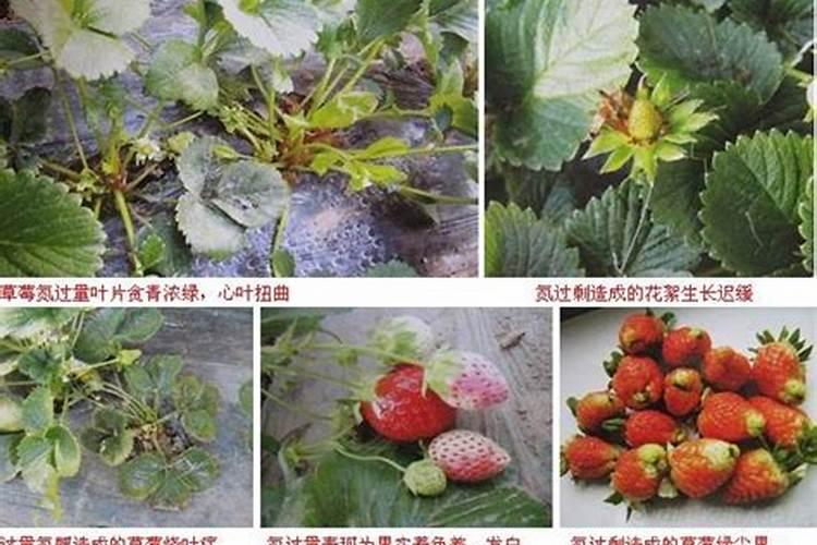 多肉怎么施肥才能更旺盛(如何给多肉施肥料又肥又胖)