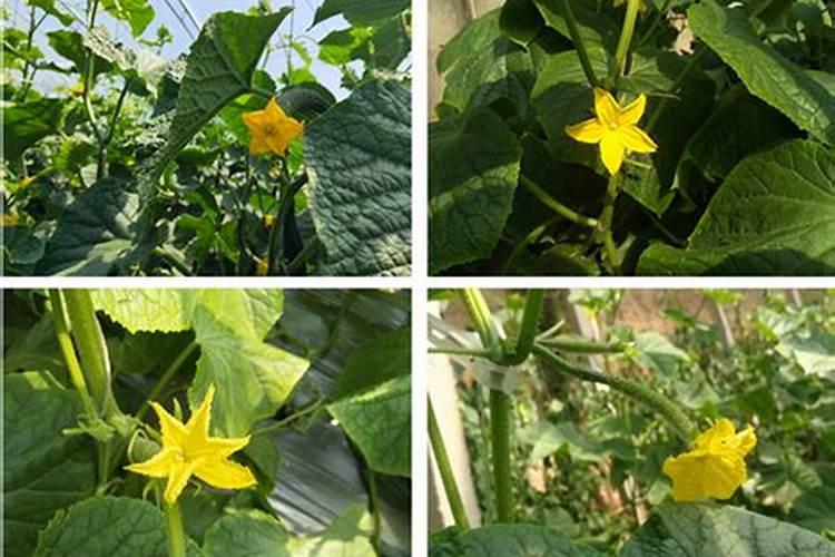 硝基肥与硫基肥的区别