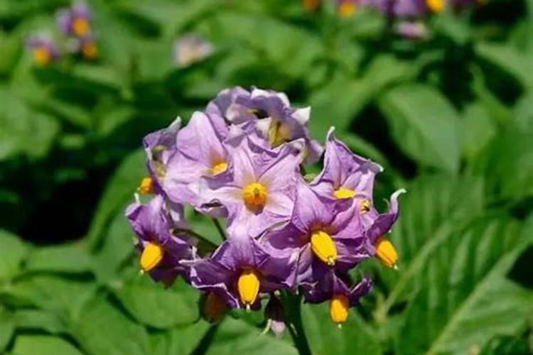 黄腐酸和黄腐酸钾有何区别？一亩地冲施黄腐酸钾多少用量合适