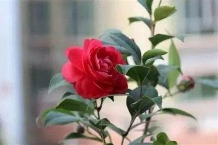 磷的含氧酸有哪些