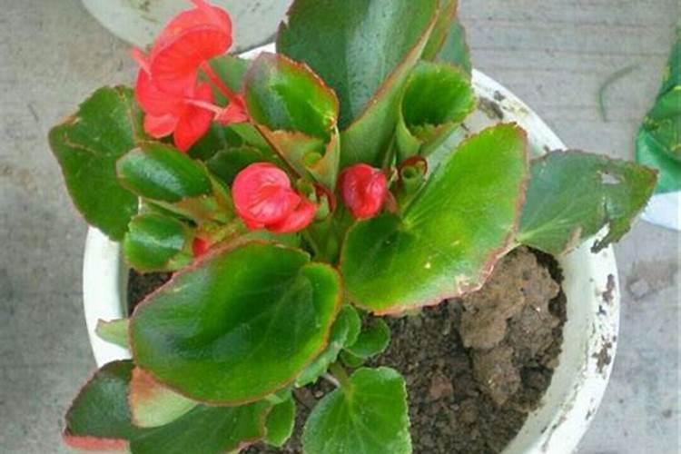 散尾葵叶子叶尖发黄干枯怎么补救