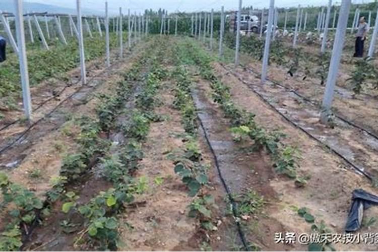黄腐酸钾的使用方法