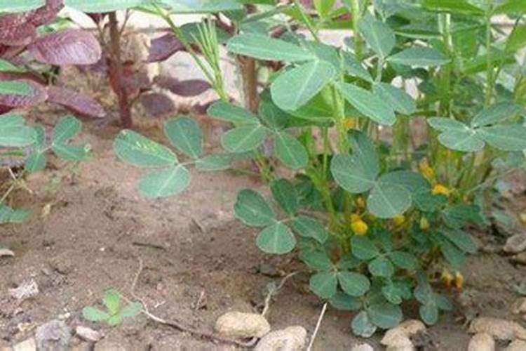 花生重茬用什么农药或肥料