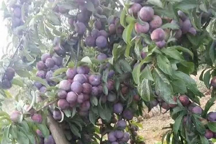 多肉夏天控水太狠浸盆现在也没缓过来怎么办