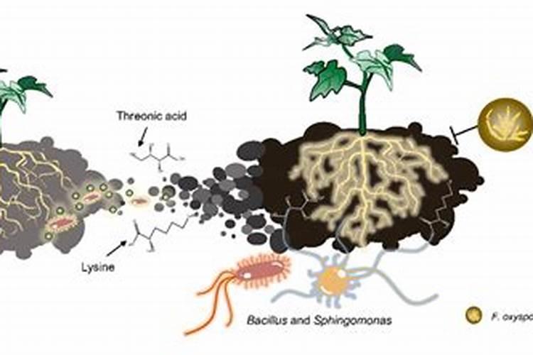 碳酸氢铵与钙镁磷肥和硫酸钾在水稻田能混施吗