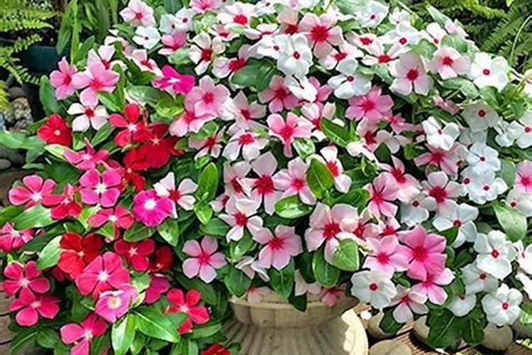 万能花土配方 营养花土配方大全