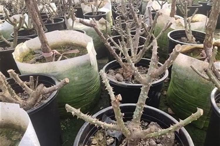 月季花怎么施肥,月季花施什么肥好？