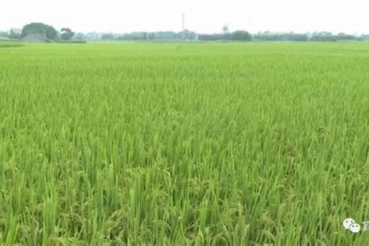 氮肥钾肥深施的原因