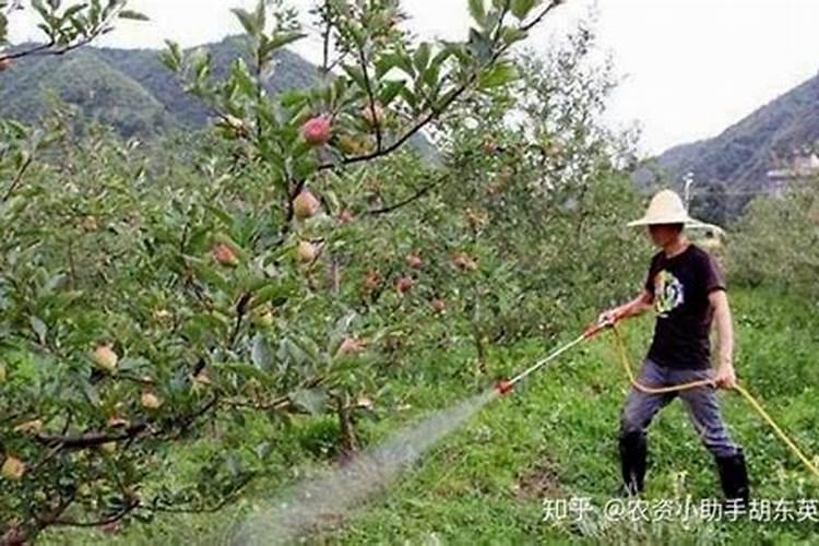 磷肥对果树的作用是什么