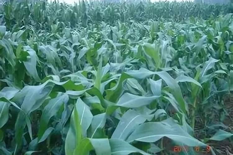 玉米要施肥几次