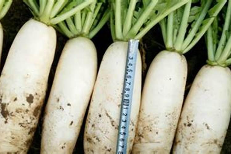 白萝卜出苗多久可施尿素水