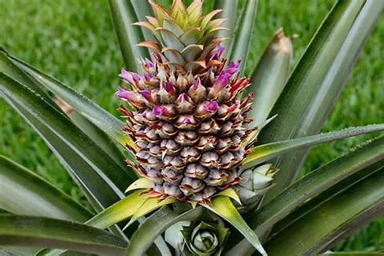 北方种植甘蔗用什么肥料好