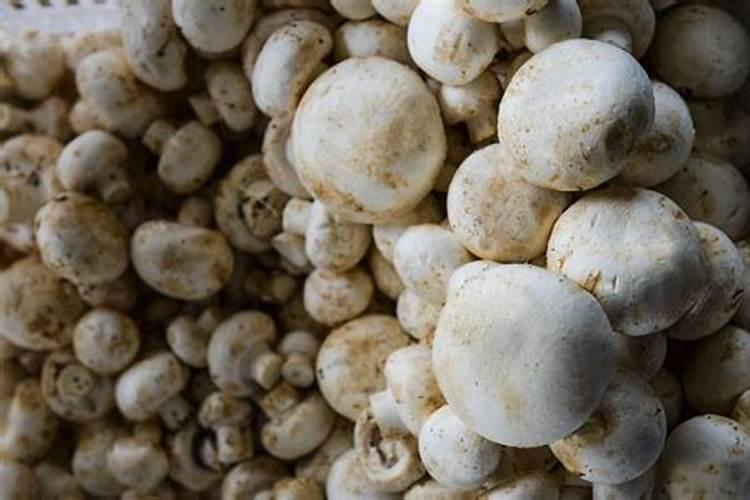 苹果树花芽分化期是什么时候