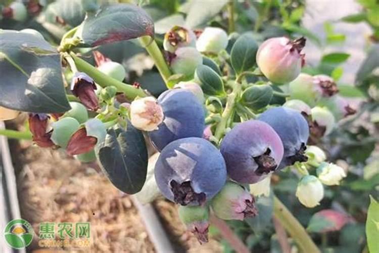 木材的锯末能当农作物肥料吗 木屑怎么加工发酵成有机肥