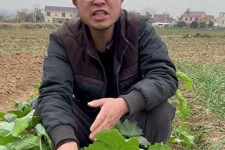 柑橘幼果期施什么肥料