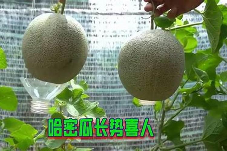 哈密瓜怎么种植