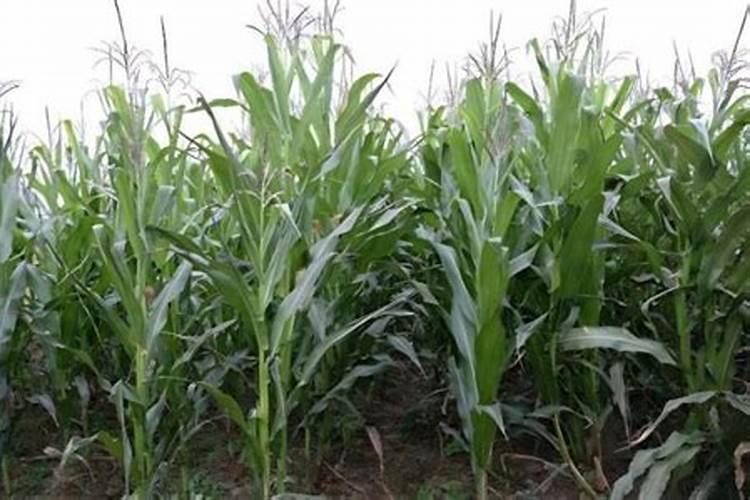 镁肥有哪些品种？