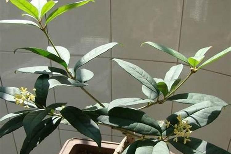桂花树施什么肥好呢