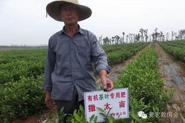玉米当肥料效果如何？