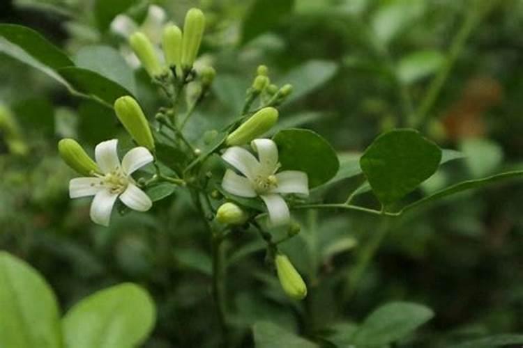 西红柿膨果肥用什么肥最好？
