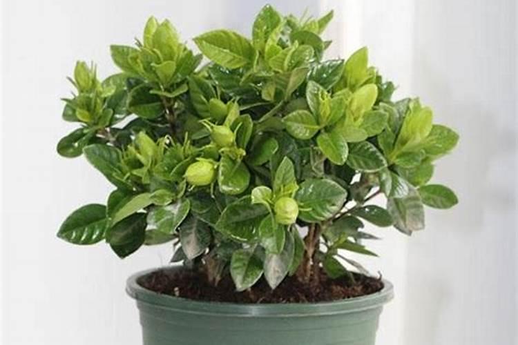 栀子花用什么肥料最好