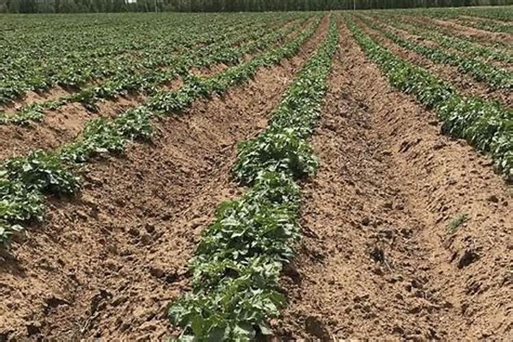 种土豆最忌讳什么肥料 如何正确施肥