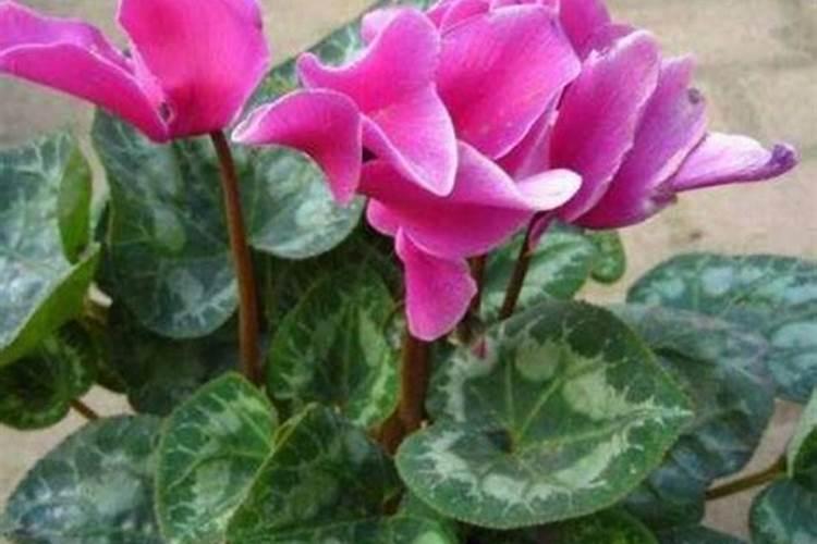 仙客来开花时如何施肥,开花后的处理