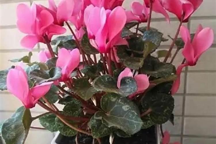仙客来开花时如何施肥