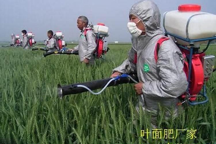 韭菜上什么肥料好