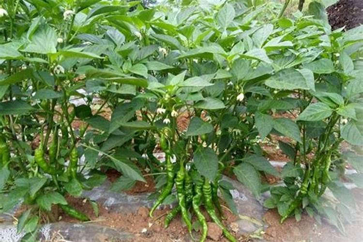 番茄平衡肥什么时候用(番茄平衡肥与高钾肥的使用)
