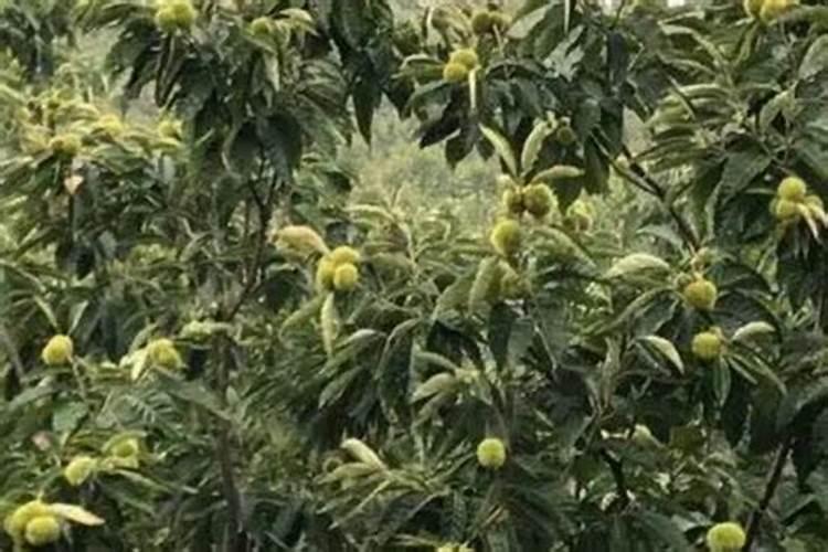 啤酒加尿素加红糖能打小麦吗为什么