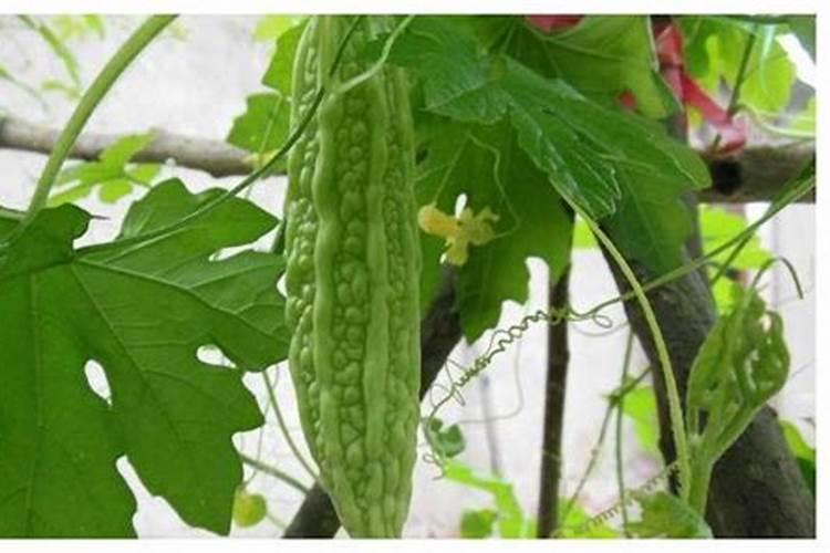 幼苗期用磷酸二氢钾可以吗