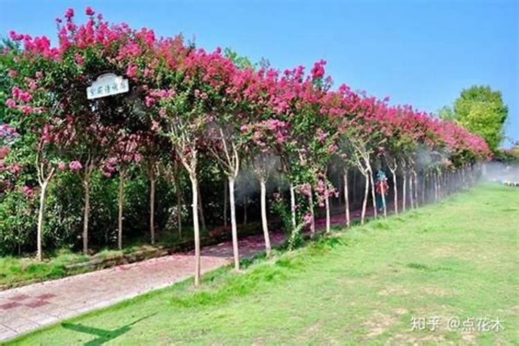 紫薇花怎么施肥