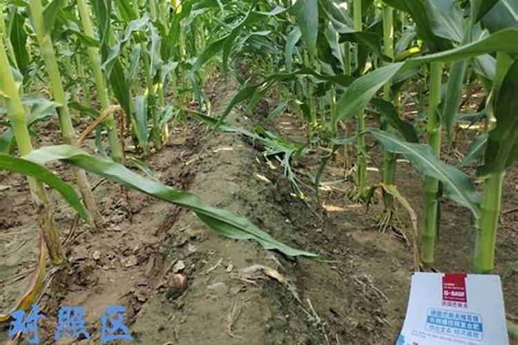 怎么样处理破佛像？