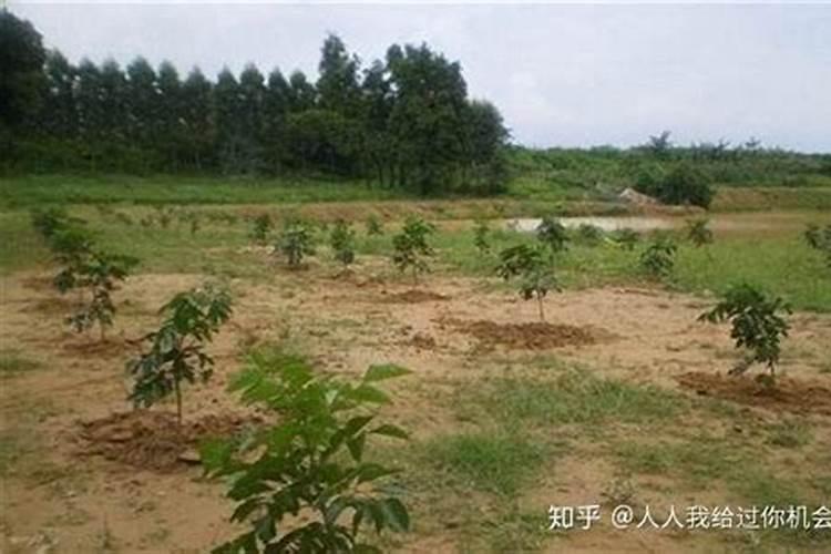 第一年移栽种的大雅柑该怎么施秋肥？