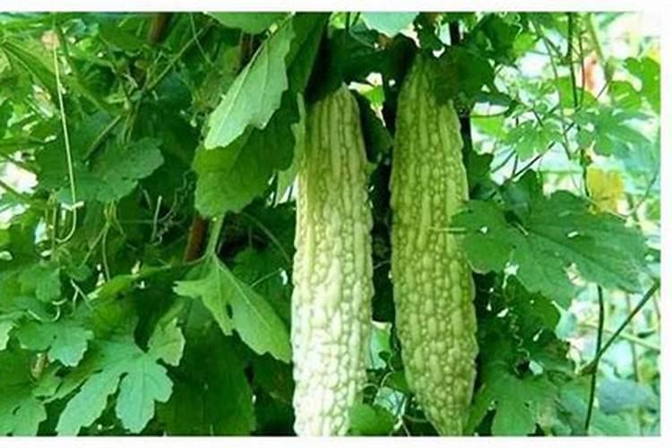 苦瓜种植误区有哪些 苦瓜怎么施肥