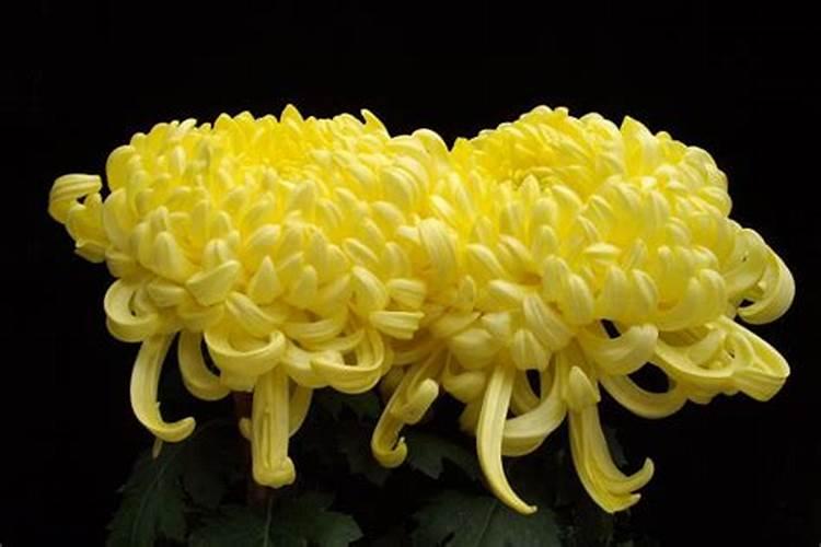 菊花中后期用什么肥料好