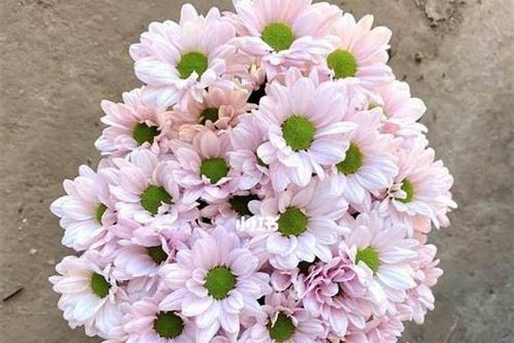 菊花有花苞的时候可以施肥吗