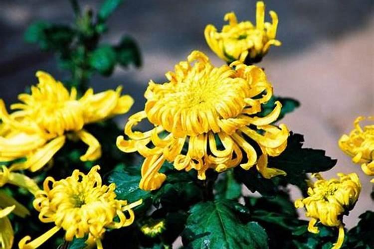 菊花开花时施什么肥好？