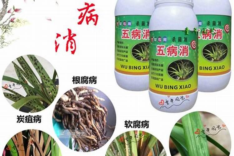 大姜种植后头两次浇水应怎么冲施肥料？