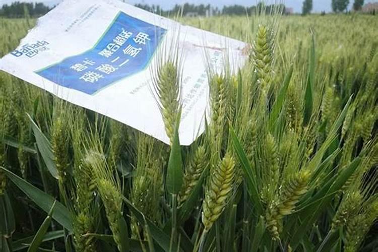 磷酸二氢钾能给桂花叶面施肥吗？有哪位花友知能说一下好吗？谢谢了